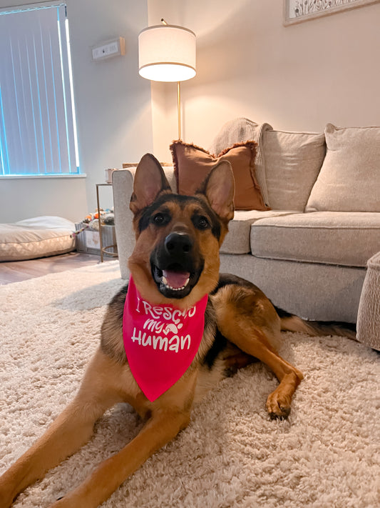 Dog Bandana